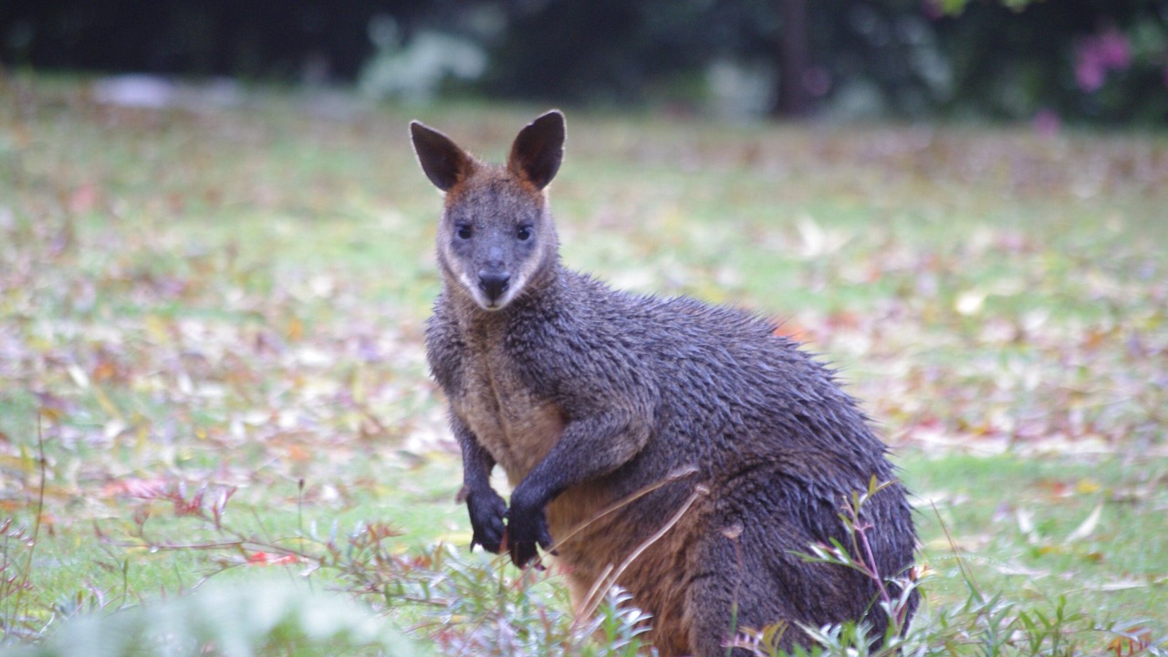 Photo of Others in Mount Toolebewong