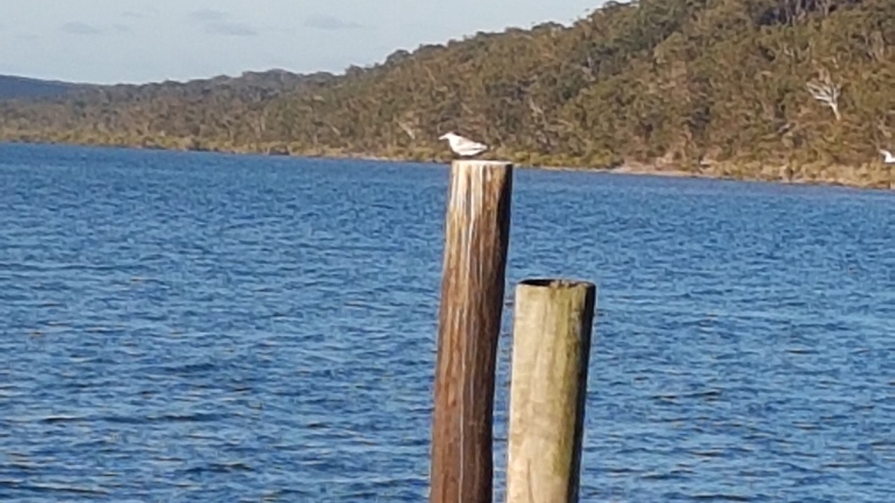 Photo of Others in Kingfisher Bay