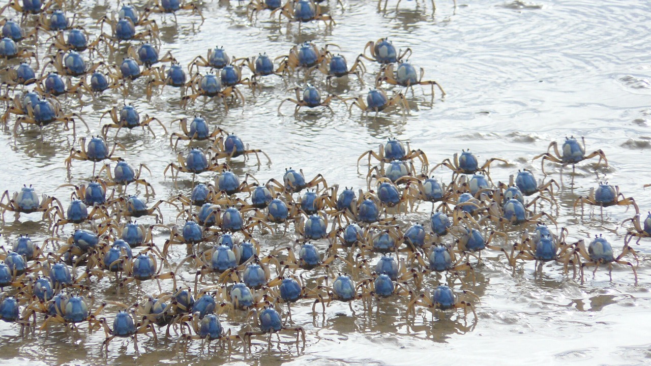 Photo of Others in Kingfisher Bay
