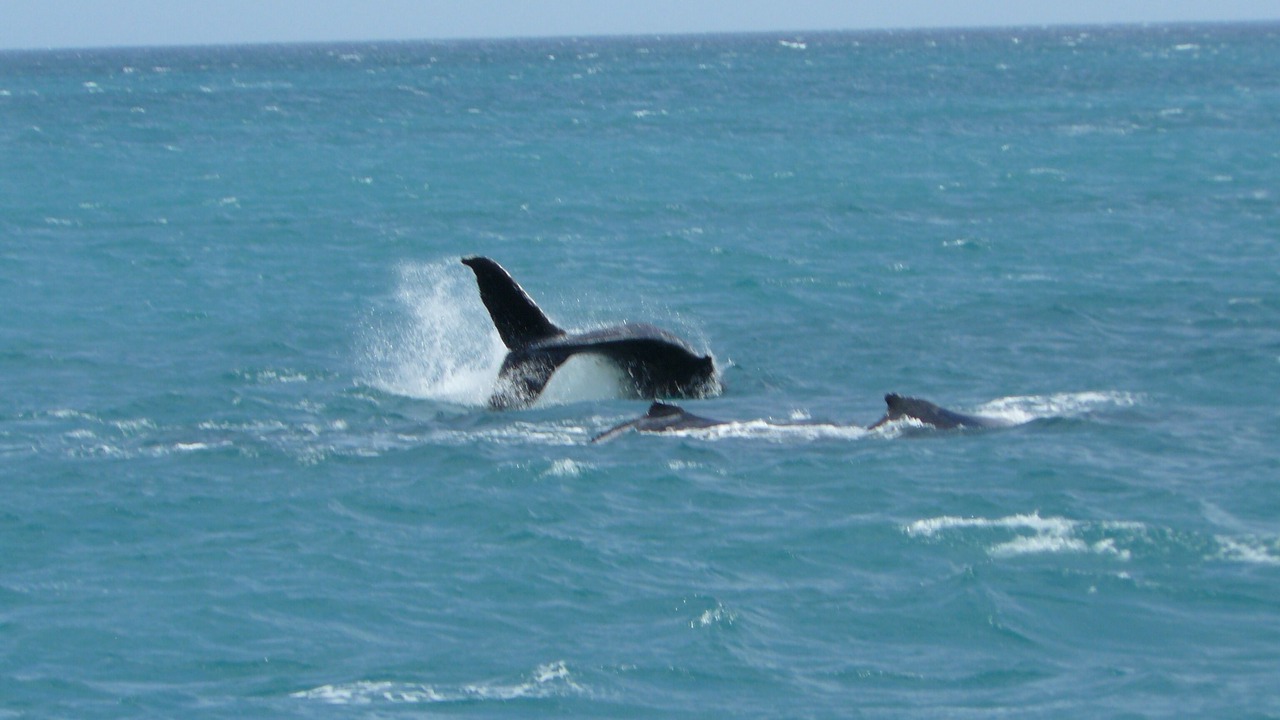 Photo of Others in Kingfisher Bay