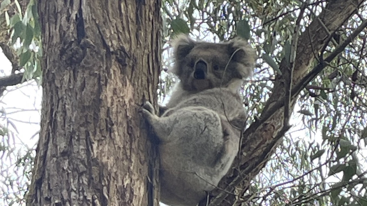 Photo of Others in Forrest