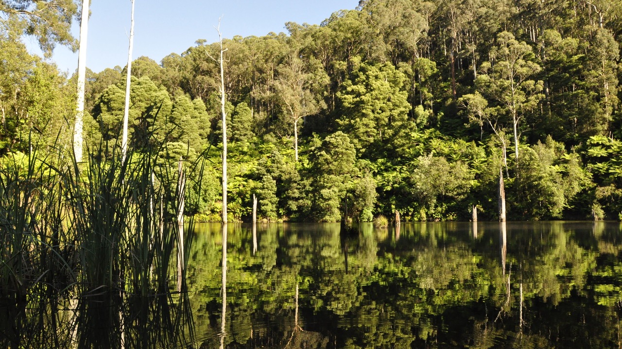 Photo of Outdoor in Forrest