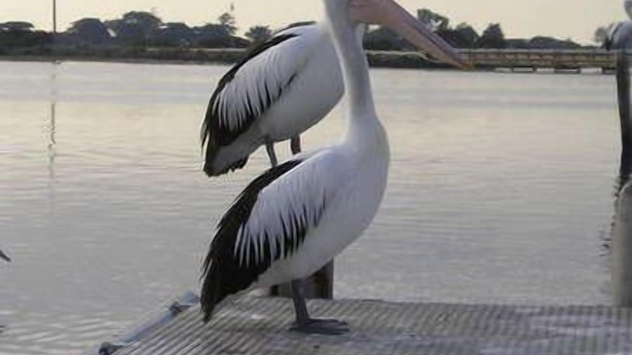 Photo of Others in Queenscliff