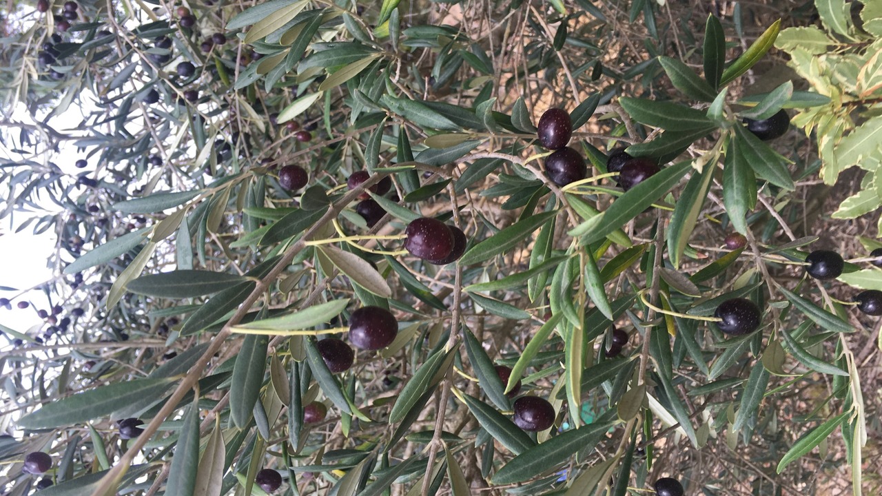 Photo of Others in Moorooduc