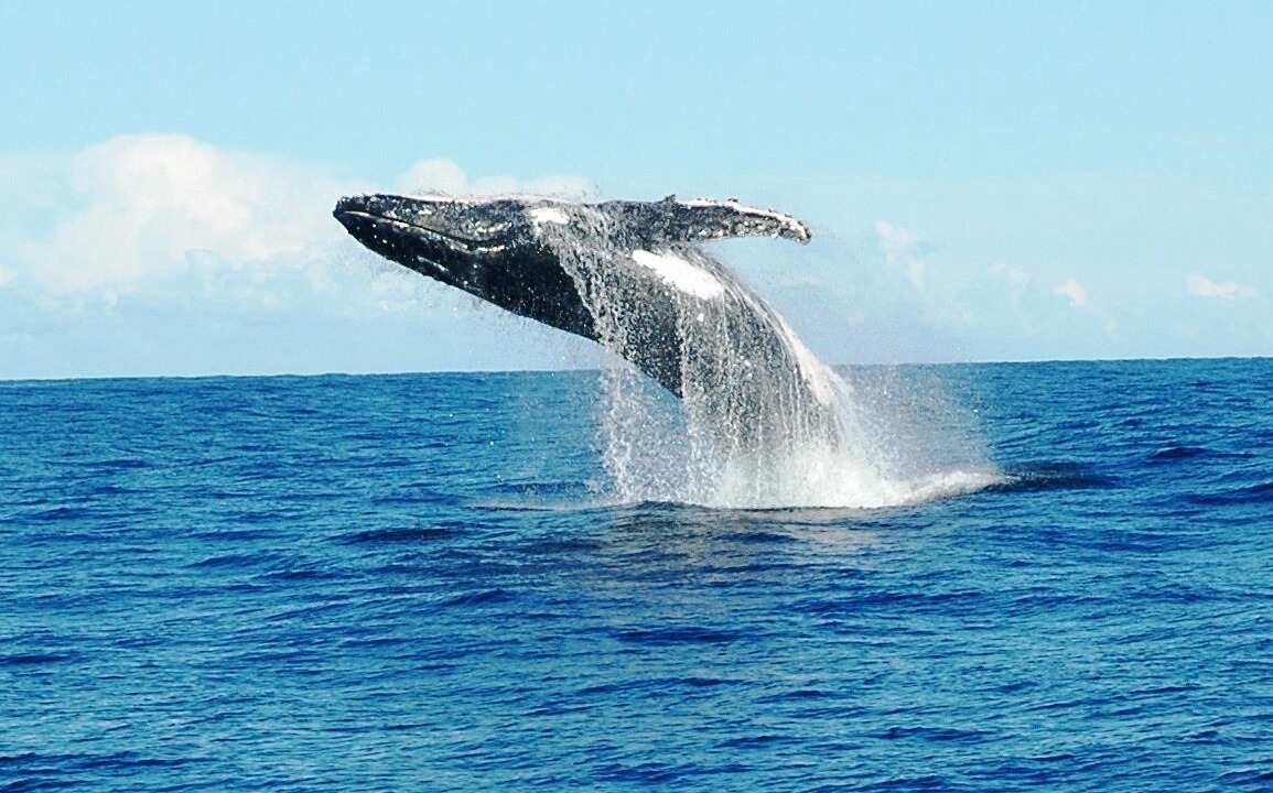 Photo of Others in Nelson Bay