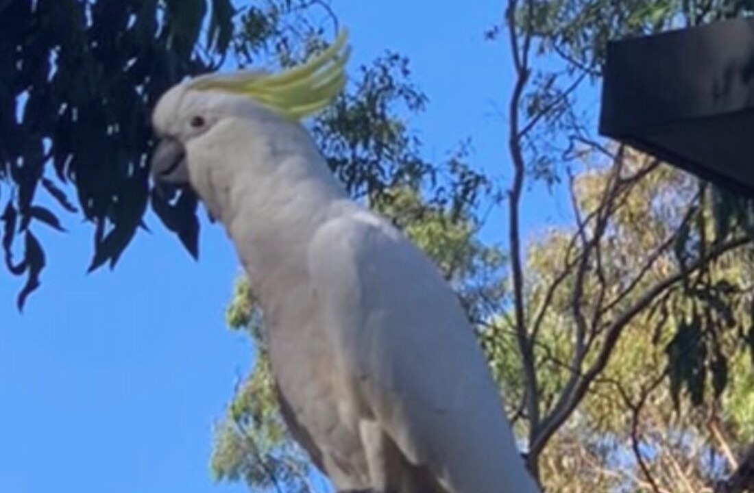 Photo of Others in Halls Gap