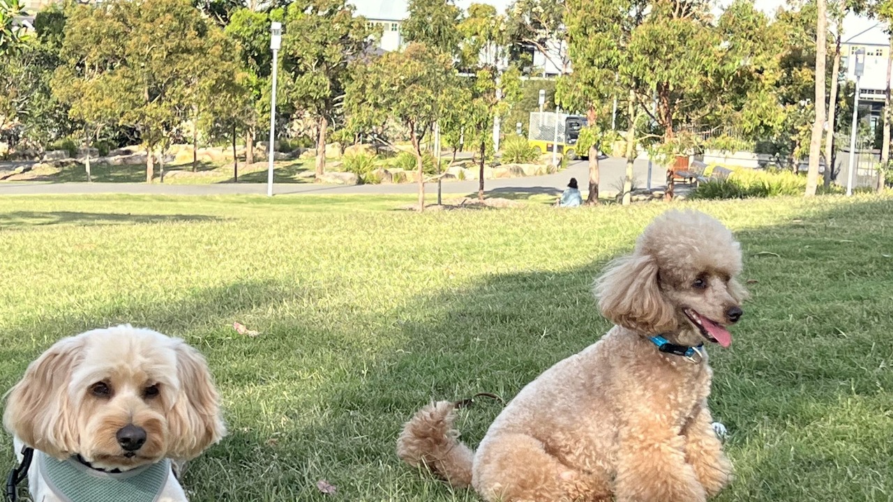 Photo of Others in Millers Point