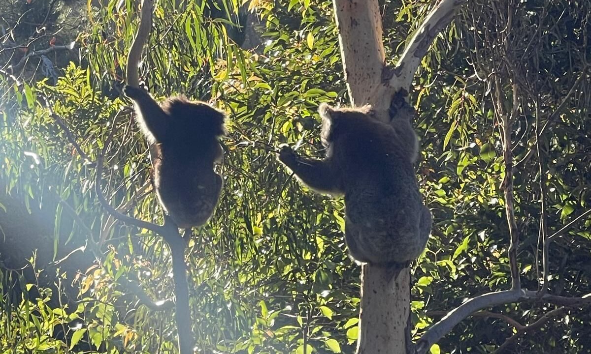 Photo of Others in Upper Sturt