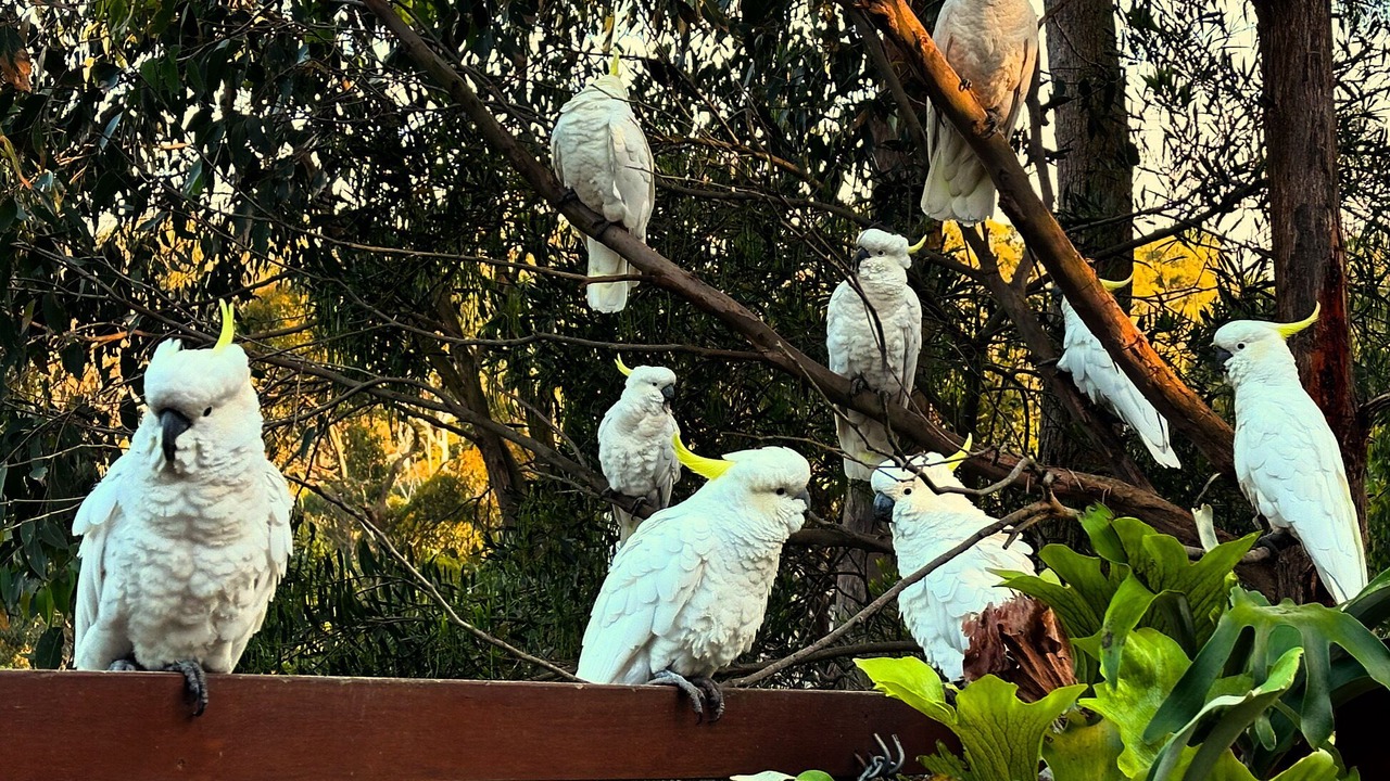 Photo of Others in Upper Sturt