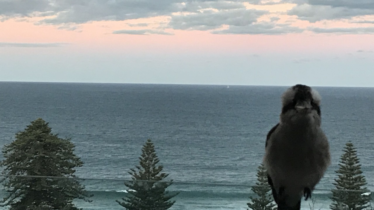 Photo of Others in Avoca Beach