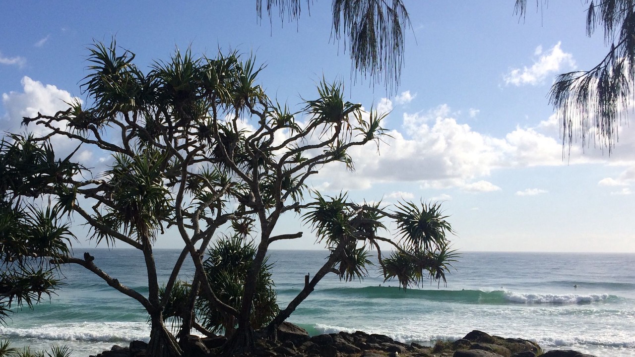 Photo of Others in Casuarina
