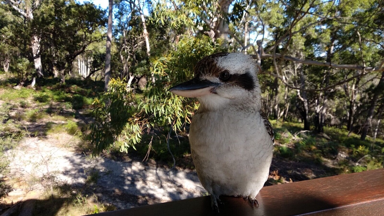 Photo of Others in Kingfisher Bay
