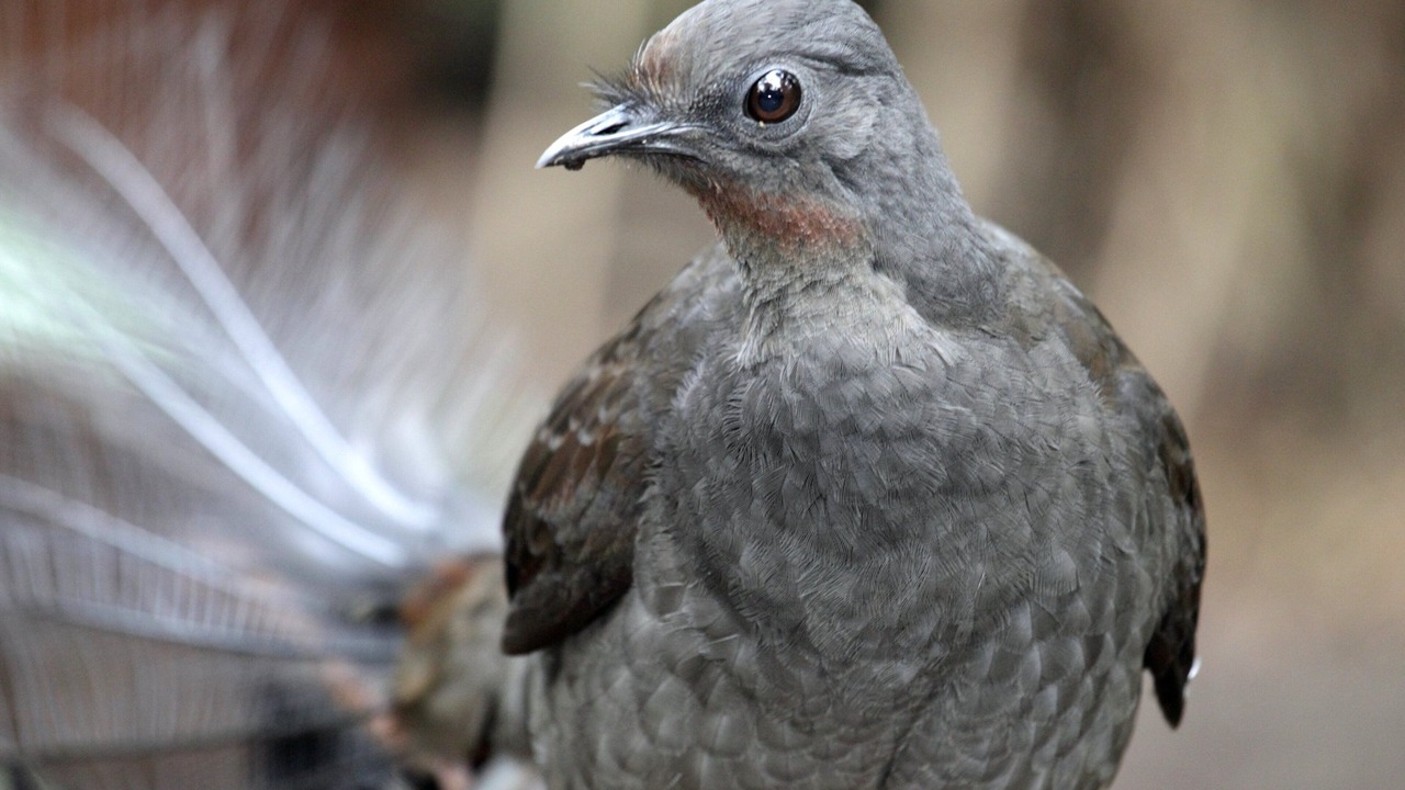 Photo of Others in Mount Toolebewong