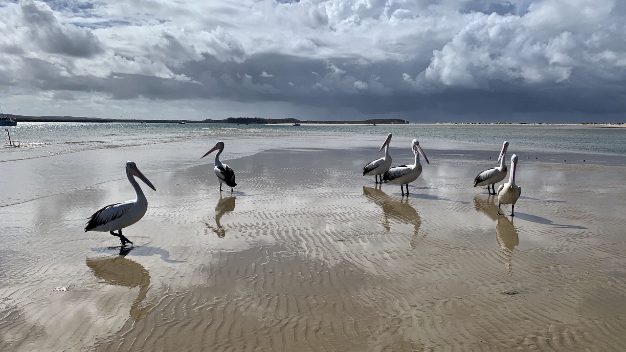 Photo of Others in Gold Coast