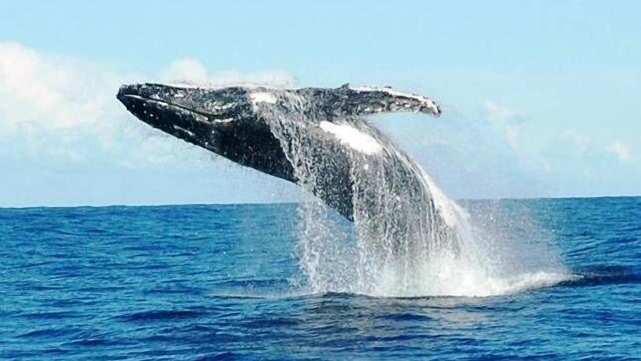 Photo of Others in Nelson Bay
