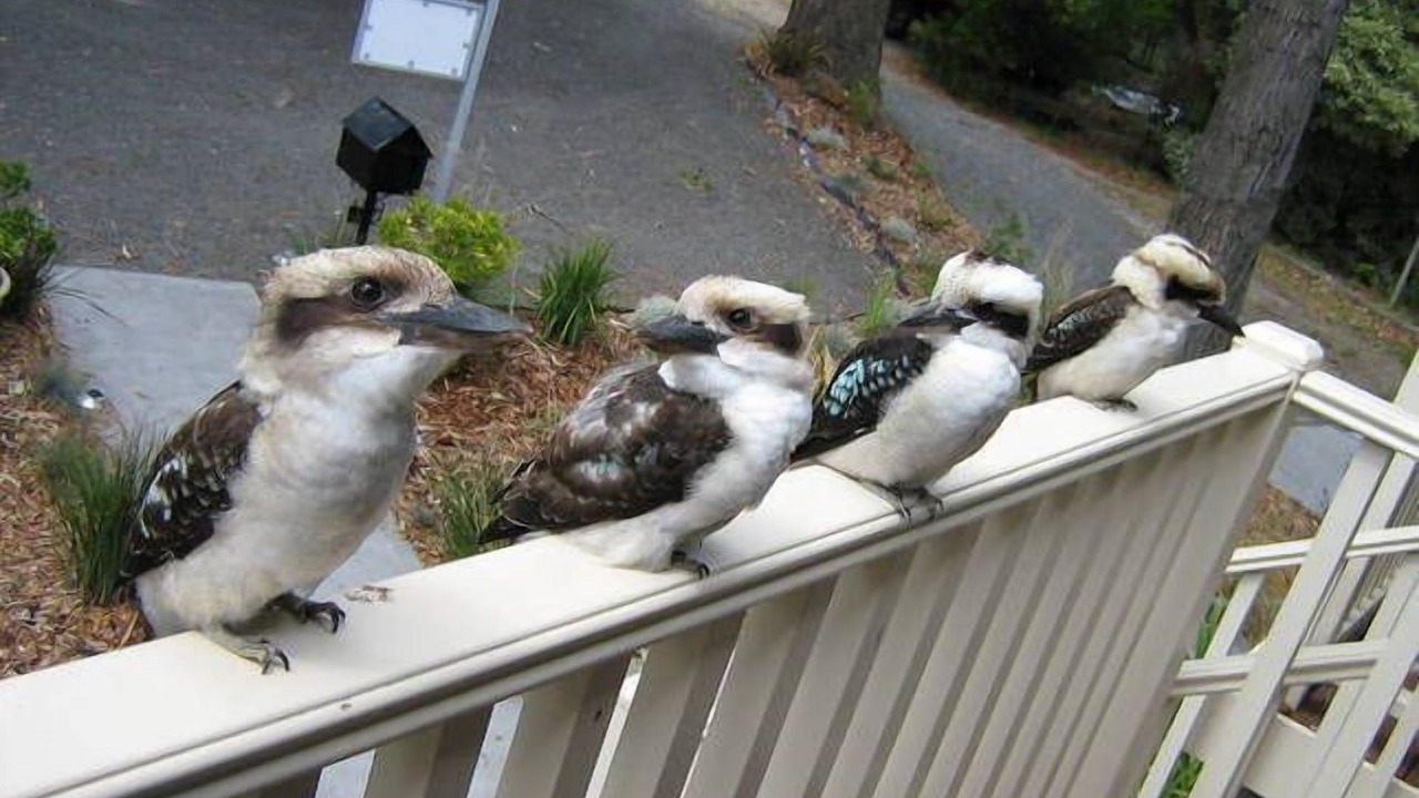 Photo of Outdoor in Lorne