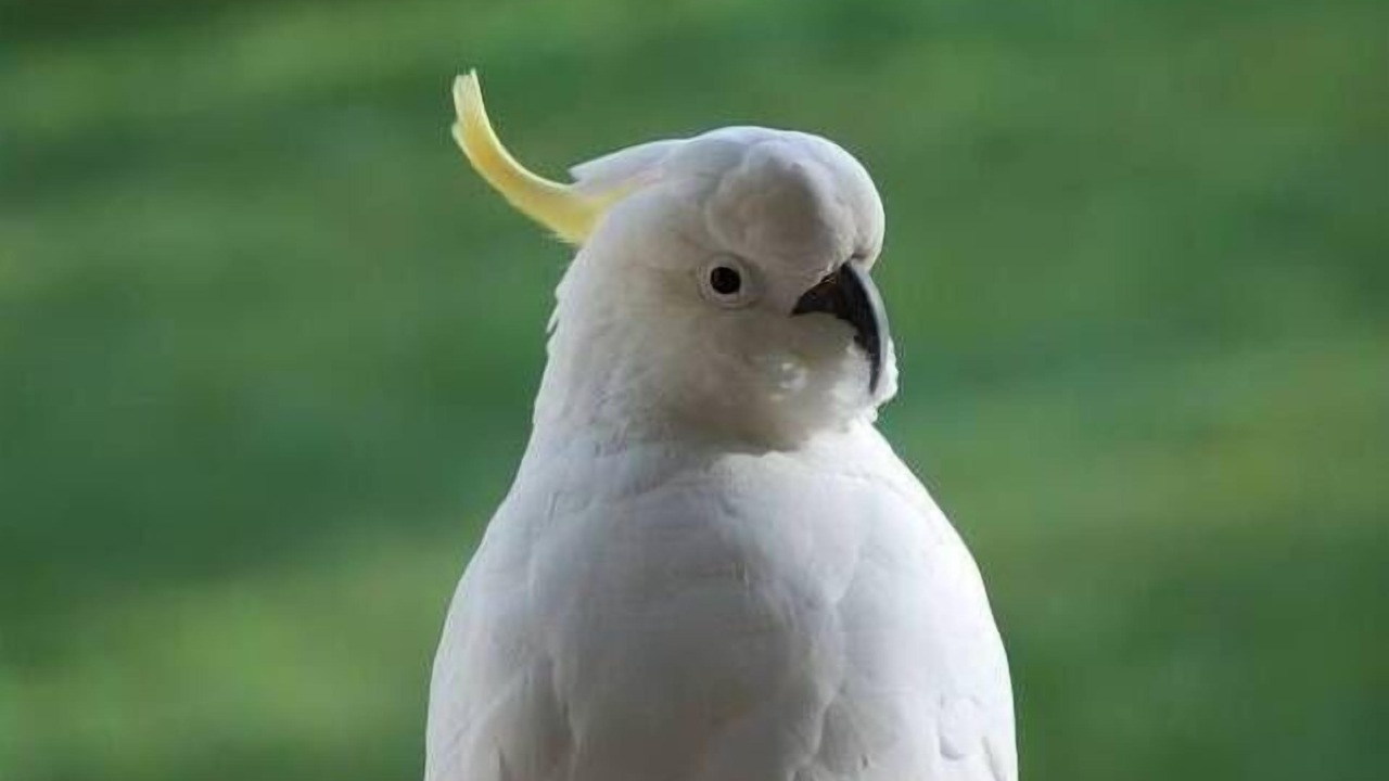 Photo of Others in Lorne