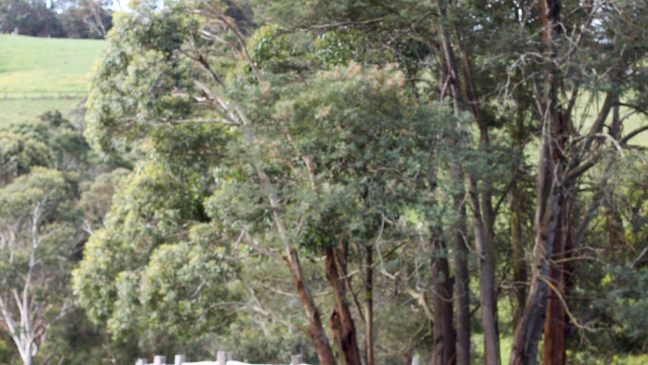 Photo of Others in Red Hill