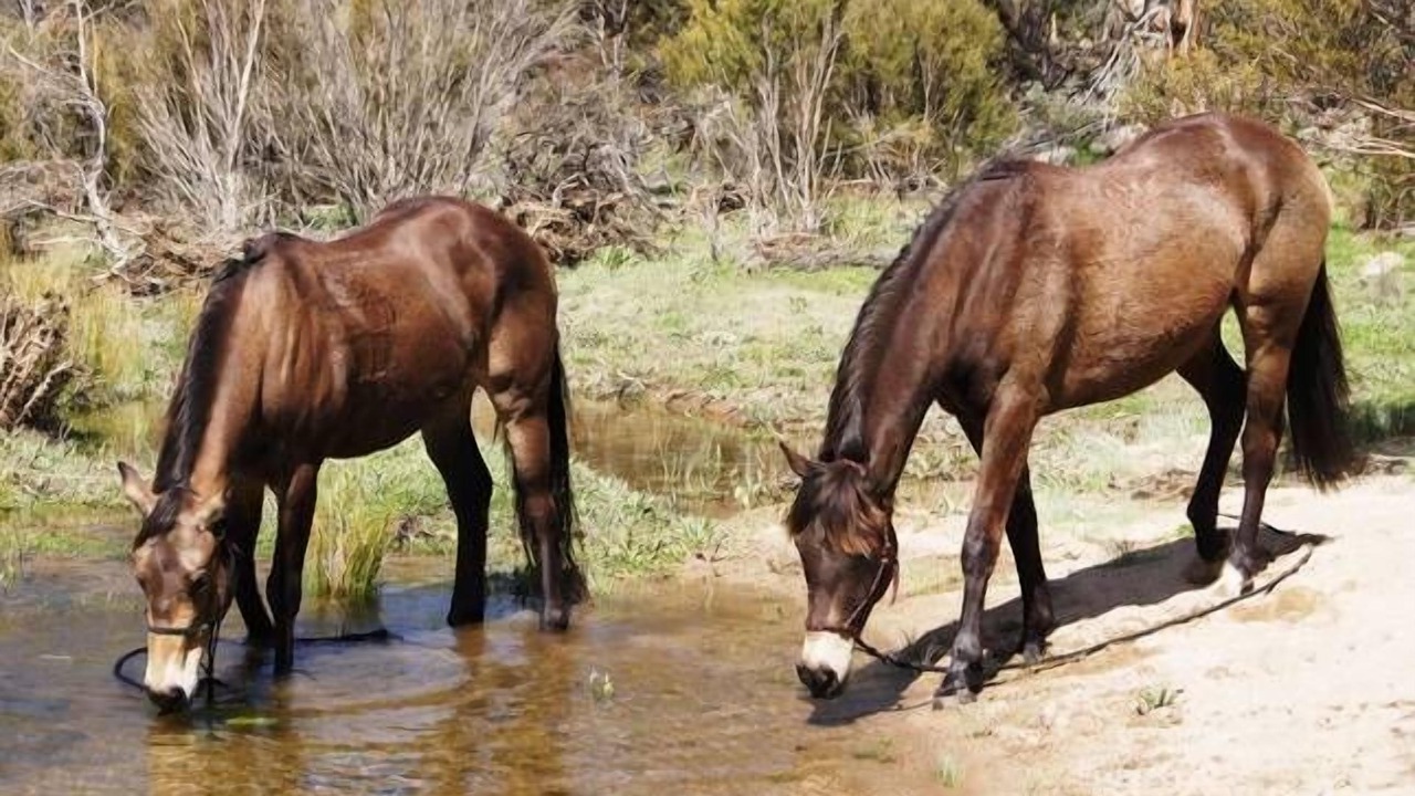 Photo of Others in Jindabyne