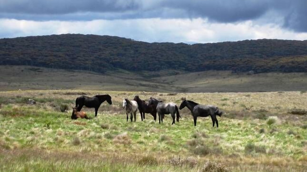 Photo of Others in Jindabyne