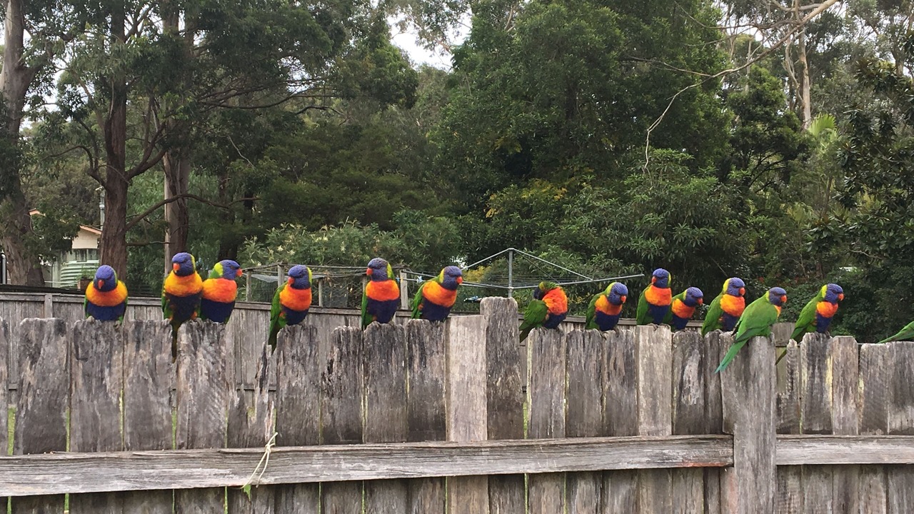 Photo of Others in South Durras
