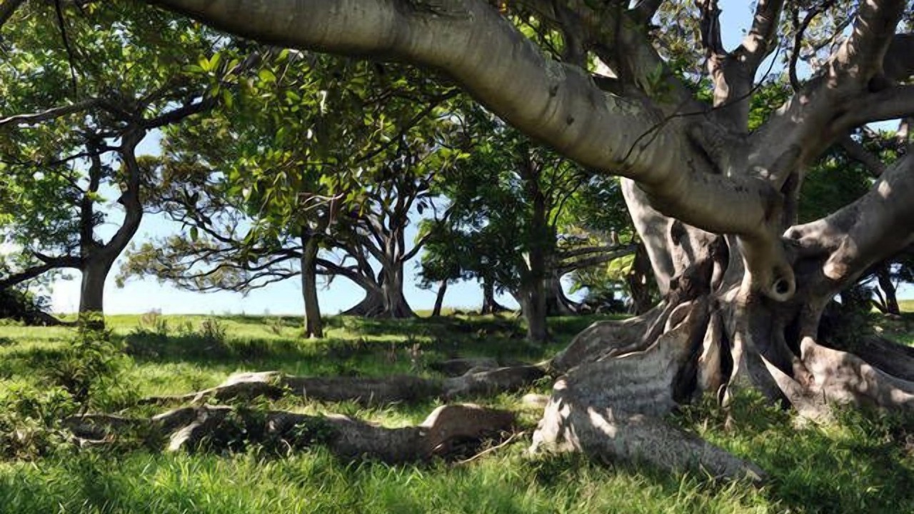 Photo of Outdoor in Kiama Heights