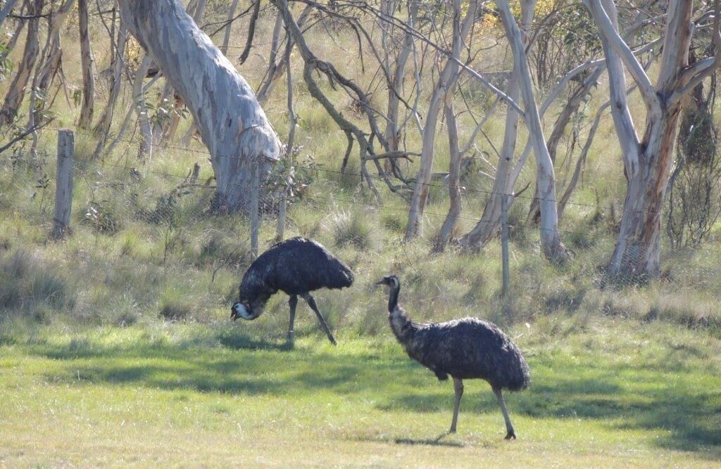 Photo of Outdoor in Jindabyne