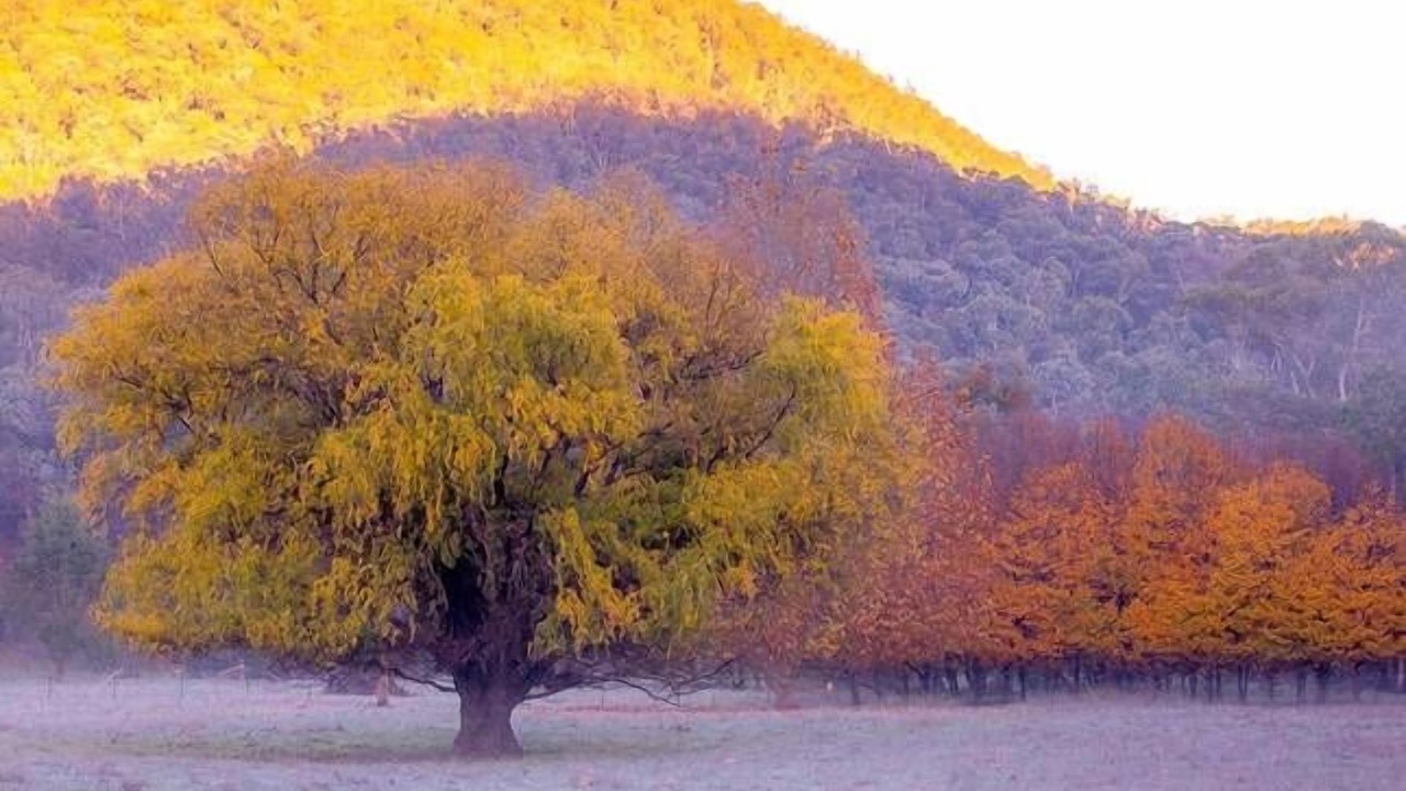 Photo of Others in Howqua