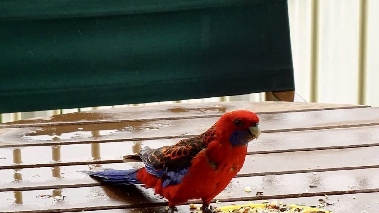 Photo of Others in Tawonga South
