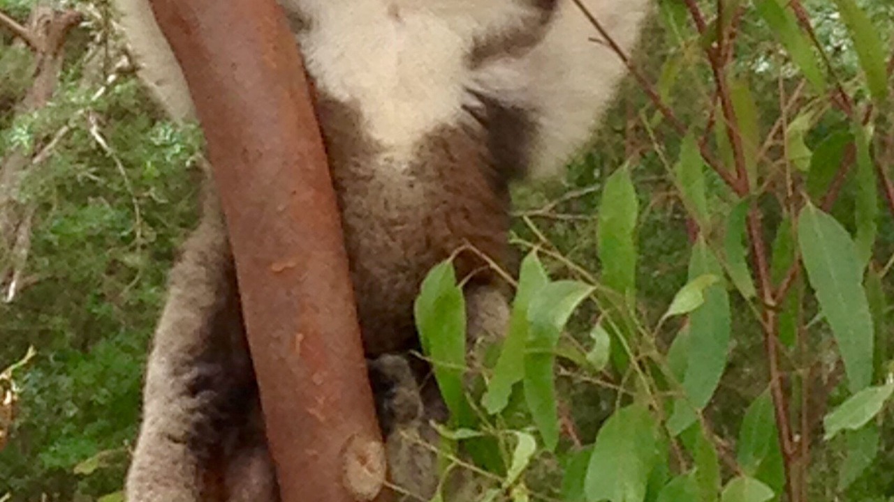 Photo of Outdoor in Healesville