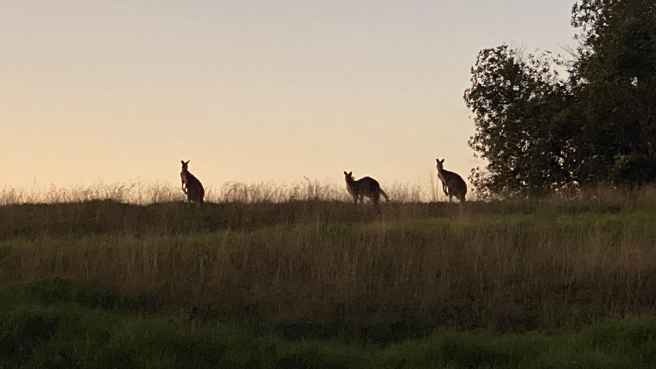 Photo of Others in Pokolbin