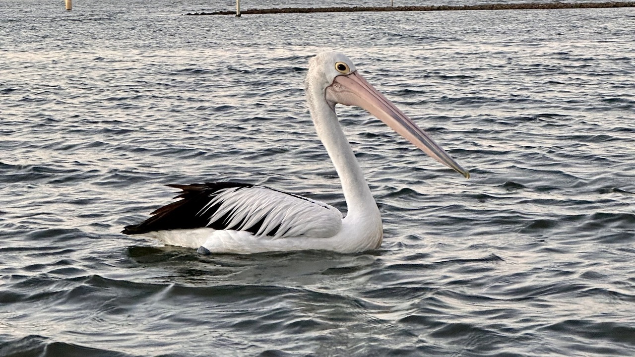 Photo of Others in Manning Point