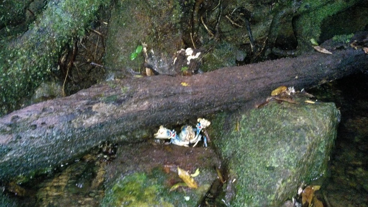 Photo of Outdoor in Binna Burra