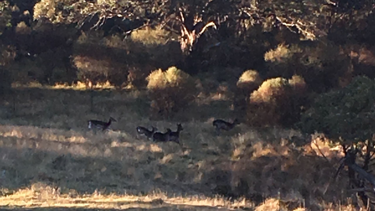 Photo of Others in Lake Crackenback