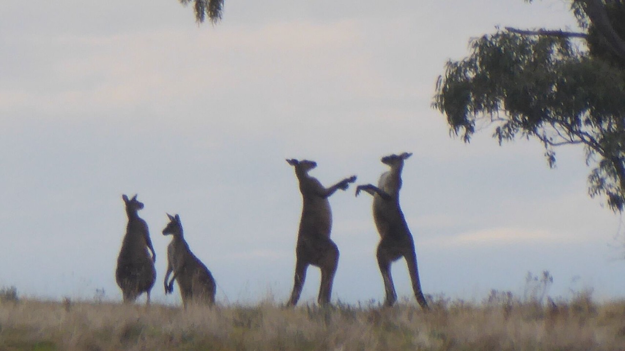 Photo of Others in Gillentown