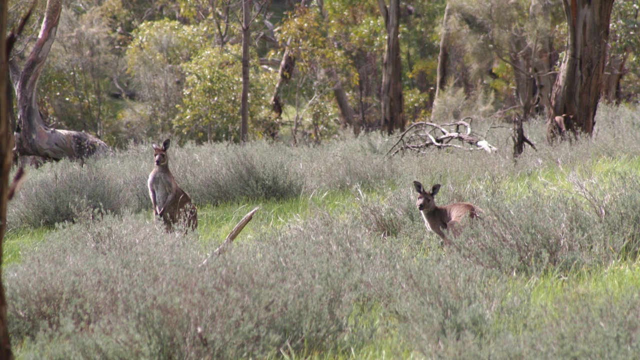 Photo of Outdoor in Gillentown