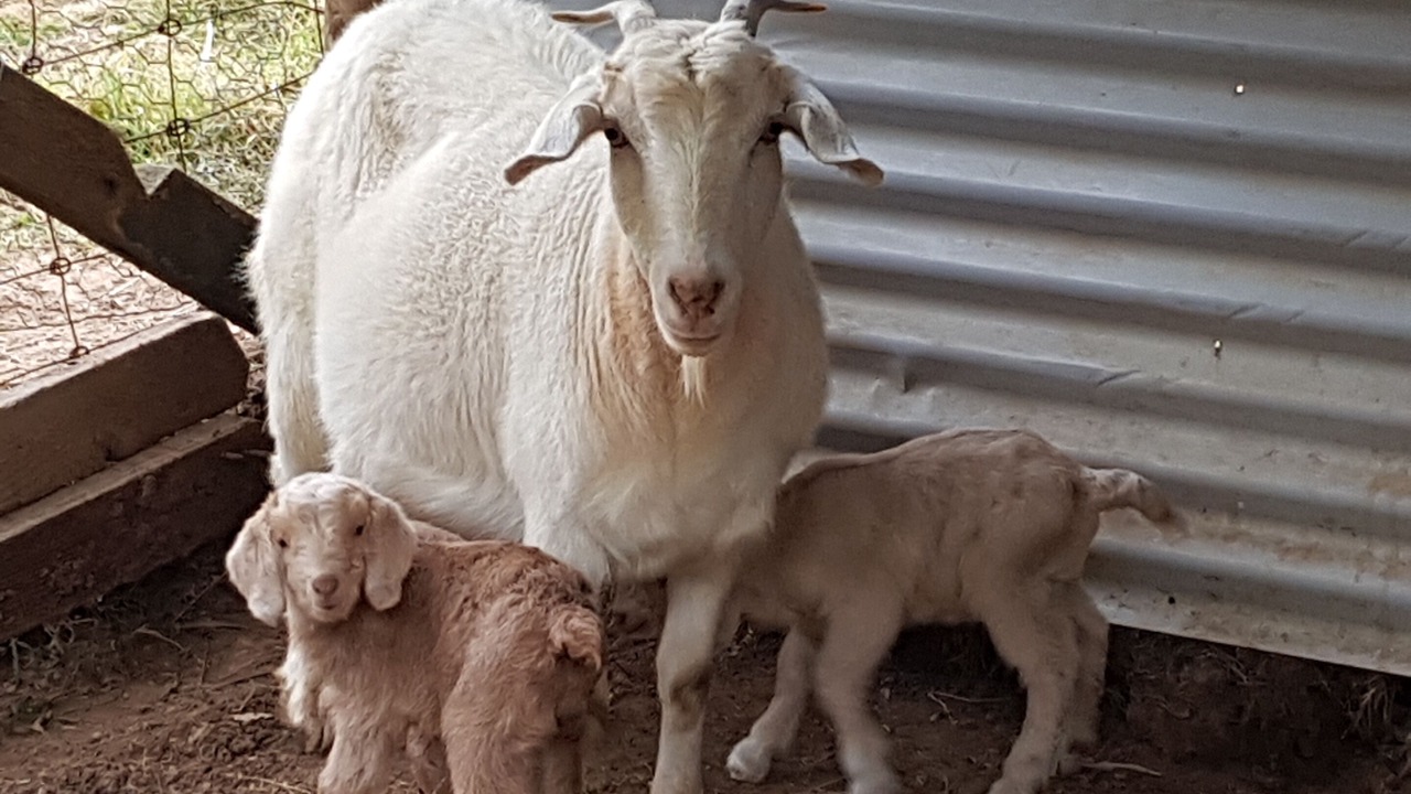Photo of Others in Kurrajong
