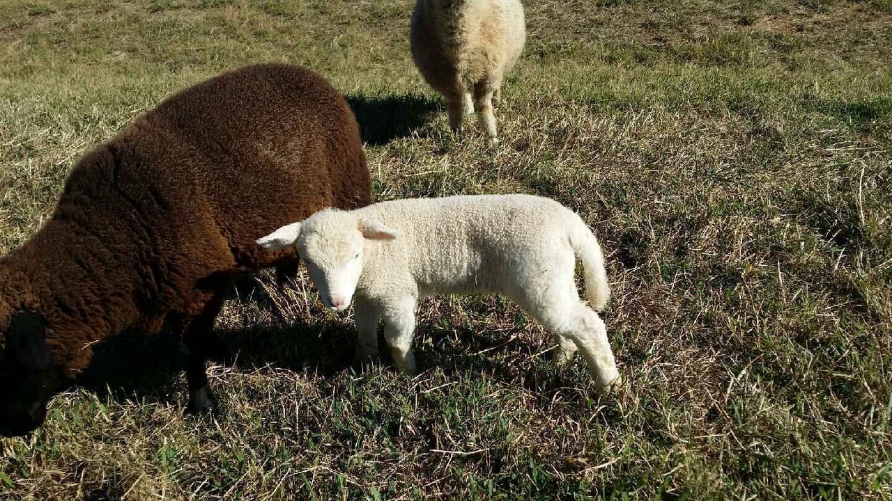 Photo of Outdoor in Kurrajong