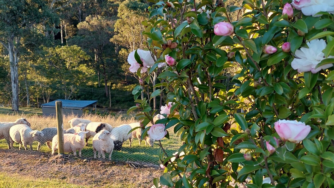 Photo of Outdoor in Kurrajong