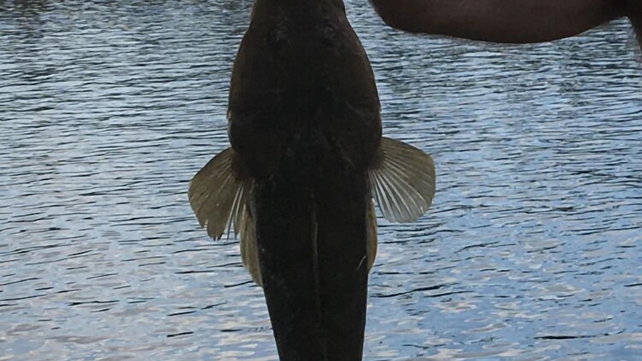 Photo of Others in Lake Conjola