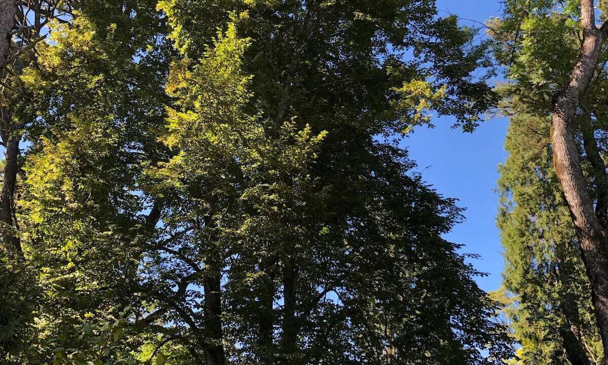 Photo of Outdoor in Mount Wilson