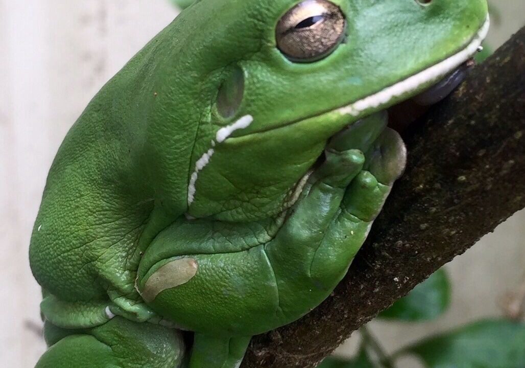 Photo of Others in Bangalow