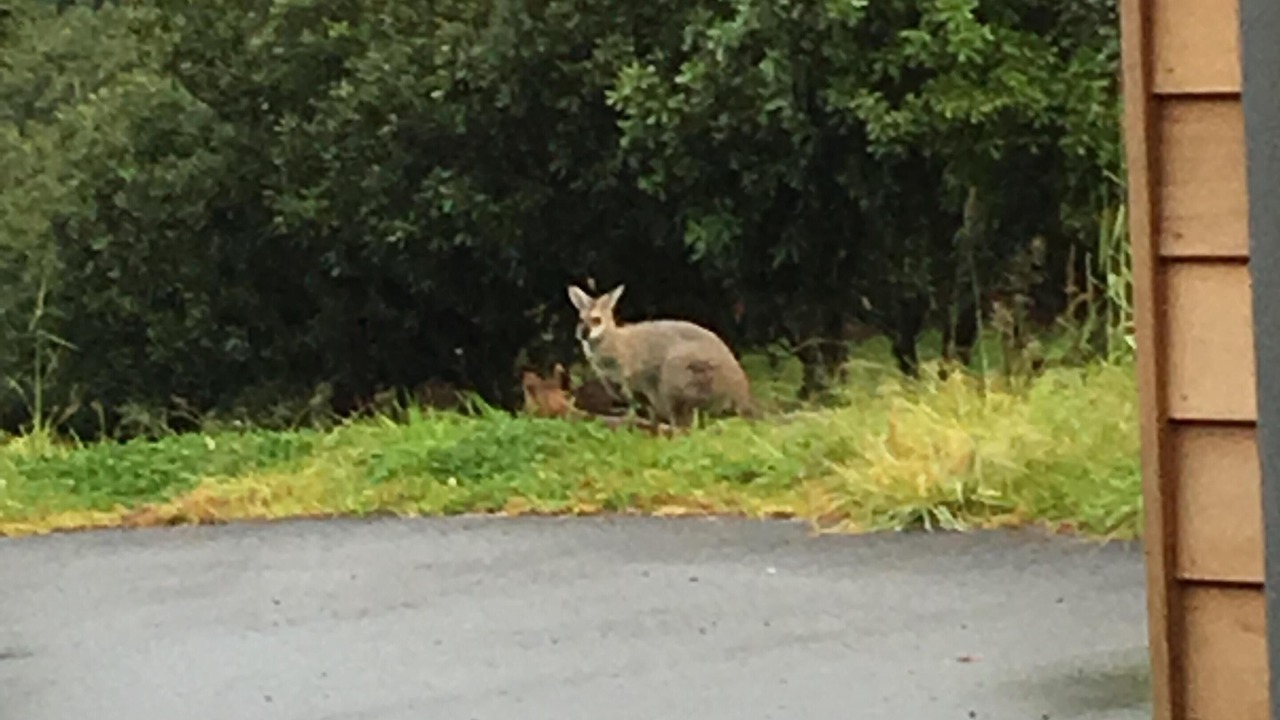 Photo of Others in Bangalow