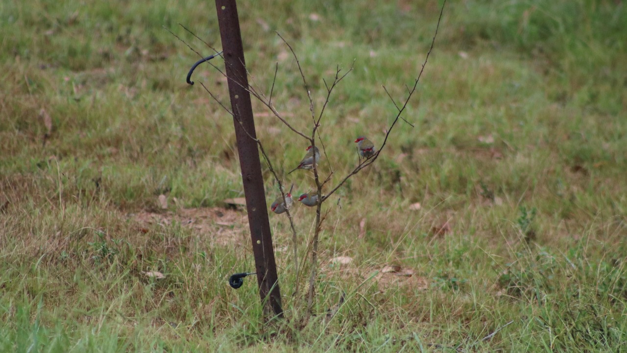 Photo of Others in Fosterton