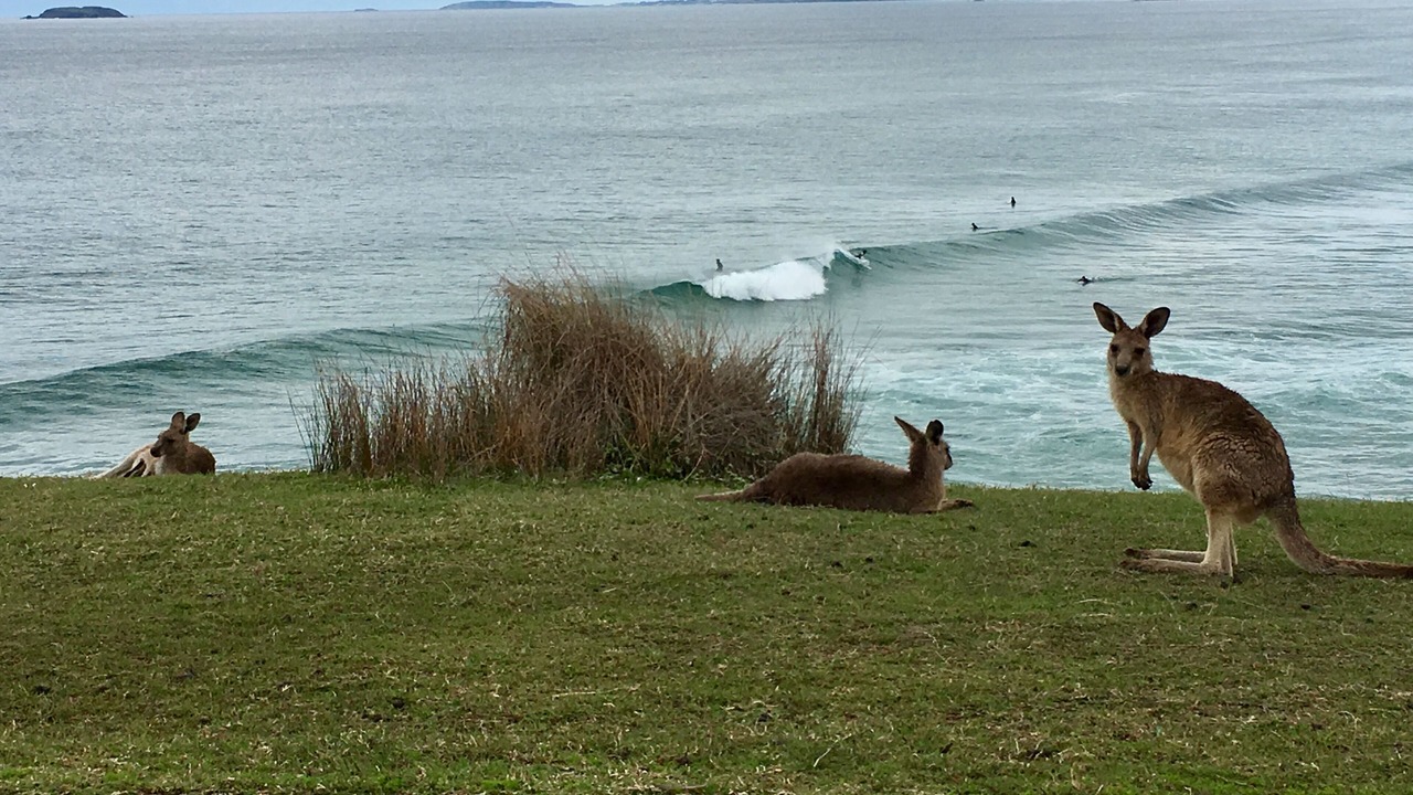 Photo of Others in Emerald Beach