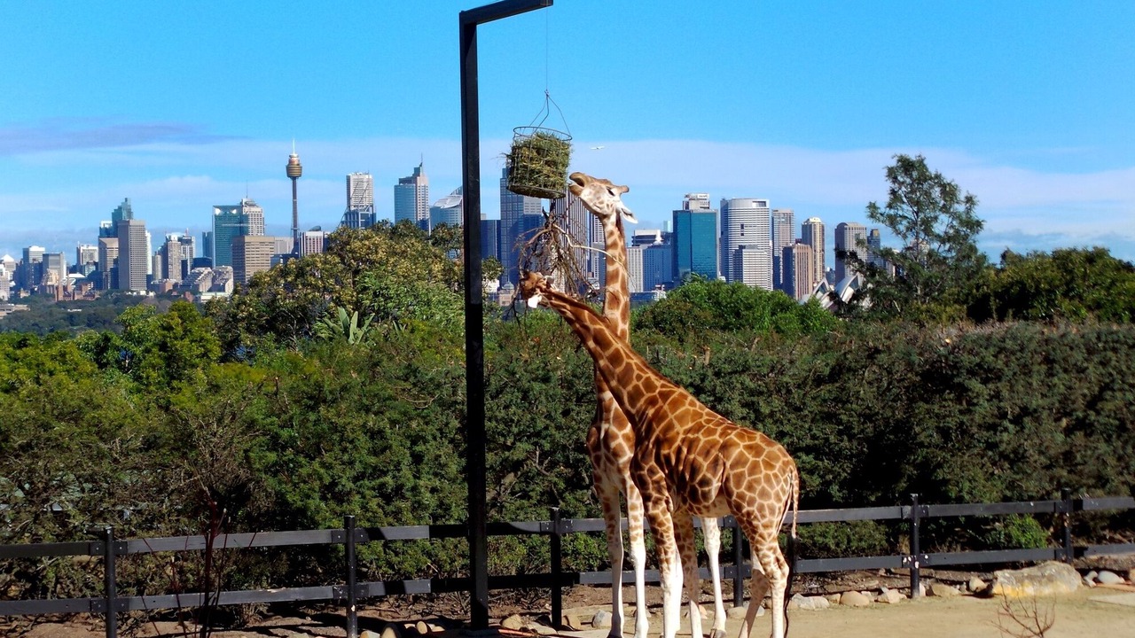 Photo of Others in Cremorne