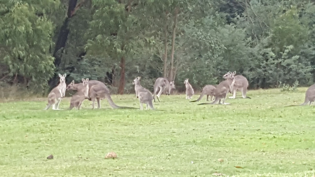 Photo of Others in Chum Creek