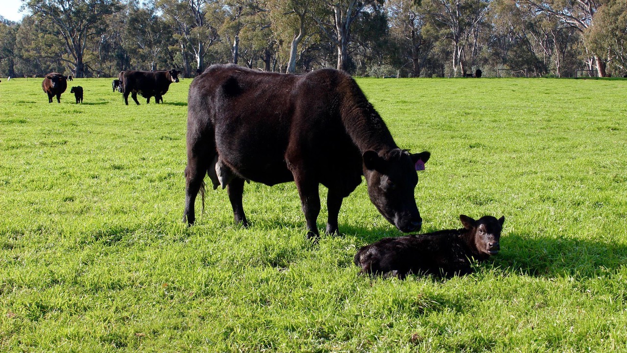 Photo of Others in Benalla