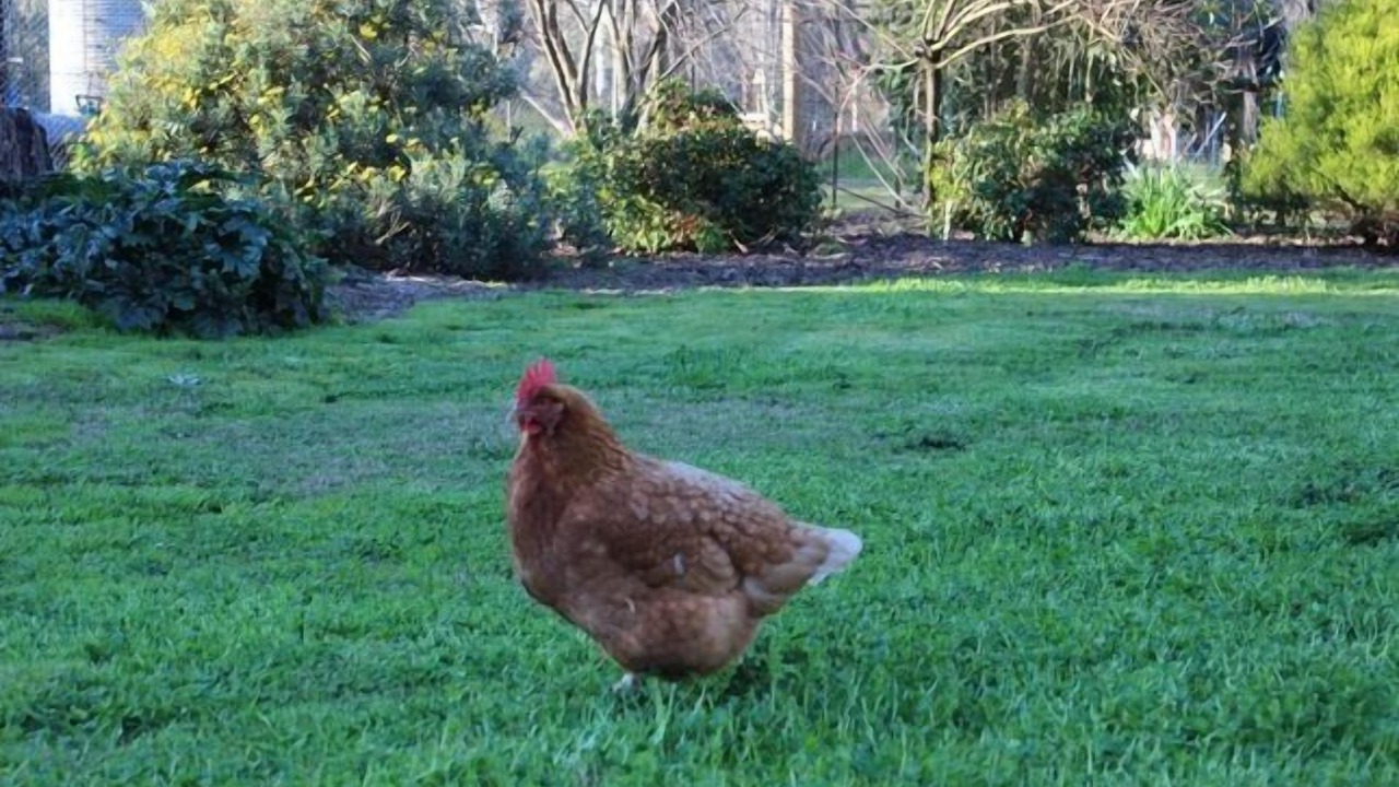 Photo of Others in Benalla