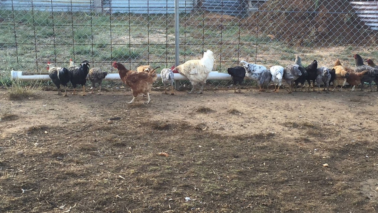 Photo of Others in Coonabarabran